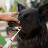 PawSmile - Din hund förtjänar friska tänder!